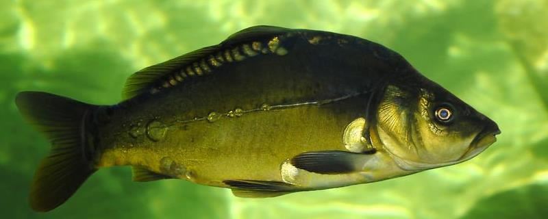 地中海镜子鱼为什么叫镜子鱼？价格大概是多少？