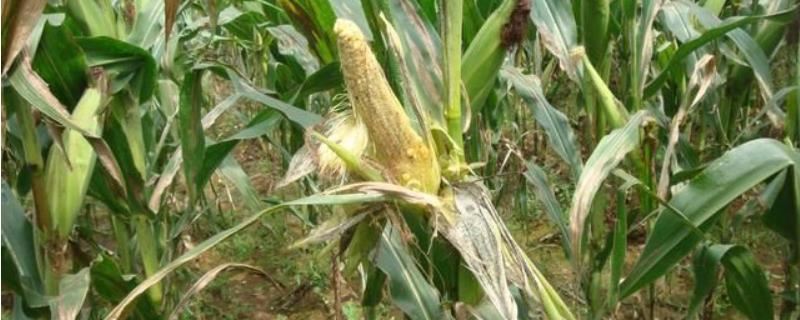 玉米为什么不结实，可能是温度过高、多雨受涝等因素所导致