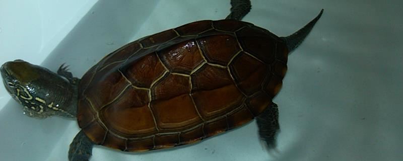 草龟属于水龟还是半水龟，生活习性更接近半水龟
