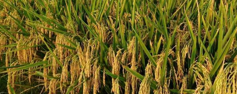 松粮15水稻种子介绍，4月中旬播种