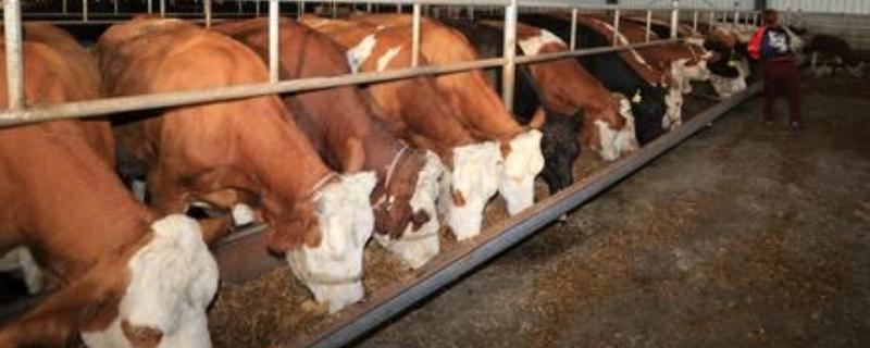 自制牛饲料配方有哪些，附育肥牛饲养管理