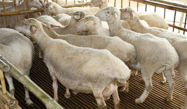 冬季怀孕母羊的饲养管理技术要点
