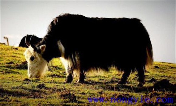 牦牛发生口蹄疫如何处理 如何预防牛群口蹄疫