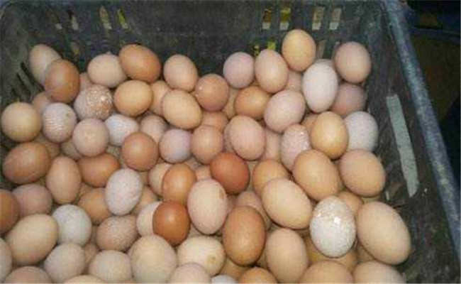 如何提高蛋鸡的蛋壳质量和硬度