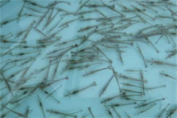 青虾苗种有几种来源 人工培育青虾苗种方法