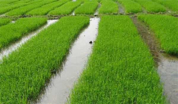 养蟹的稻田怎样栽插和管理水稻？