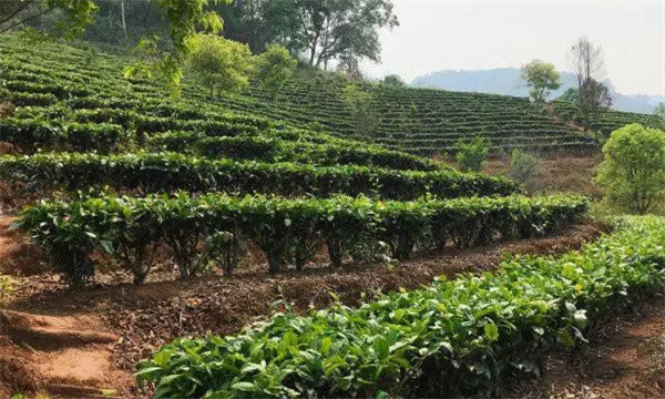 怎样选择茶树种植地块