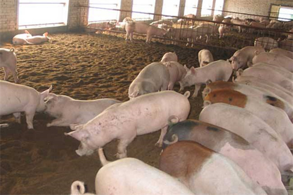 如何提高养猪的经济效益，实现养殖利润最大化