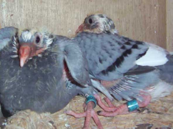 鸽子养殖种用童鸽的管理措施