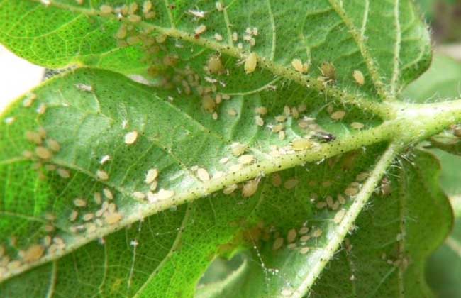 棉花蚜虫危害及防治方法 棉花蚜虫用什么农药好