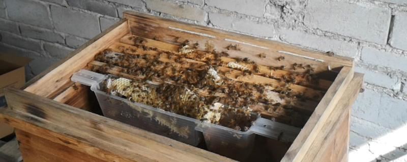 蜜蜂开箱的时间，要根据季节、气候和蜜源等决定