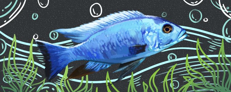 蓝阿里鱼好养吗，怎么养