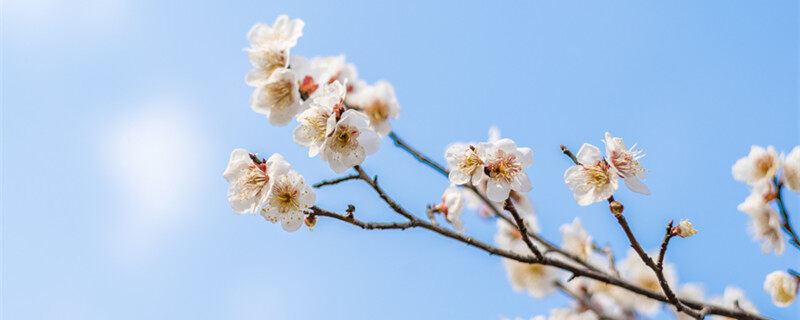 腊梅盆景图片