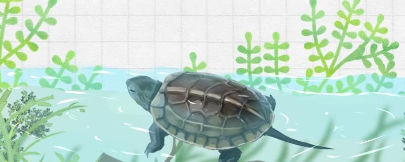 10cm的草龟是多少年的，怎么养长得大