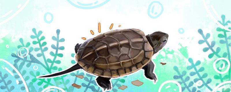 草龟会咬其他乌龟吗，能和其它乌龟混养吗