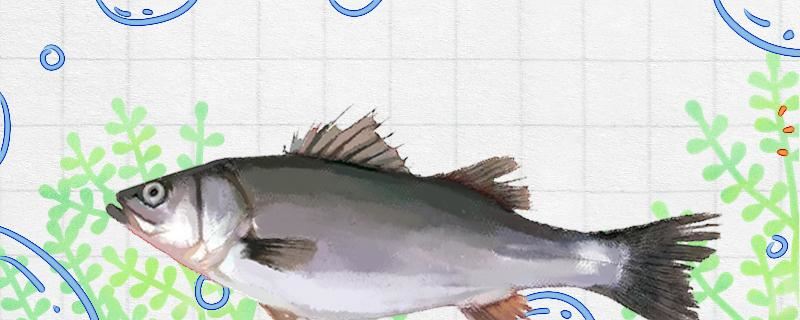 路亚海鲈用多少克的饵，用几号pe线