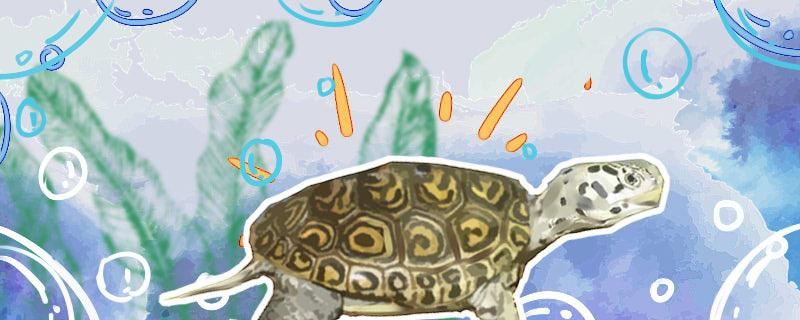 大花钻纹龟和小花钻的区别在哪，钻纹龟怎么才能养好