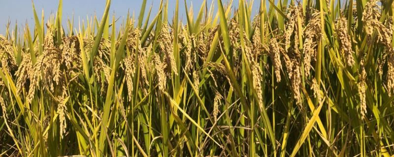 源糯996水稻种子简介，亩播种量30千克左右