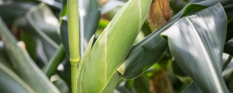 慧玉6511（试验名称：慧玉6511）玉米种子简介，播种后及时覆土