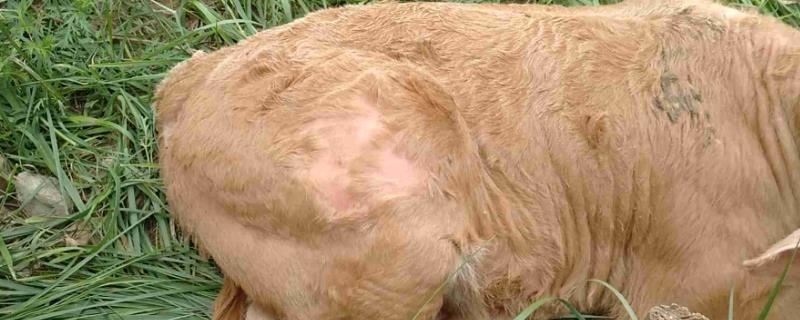 牛脱毛的原因，营养缺乏、蛔虫病、类圆线虫病等均会导致