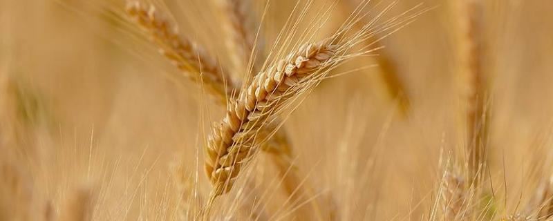 郑品麦22号小麦种子简介，每亩适宜基本苗14万－22万