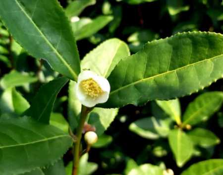 “龙井茶什么季节开花