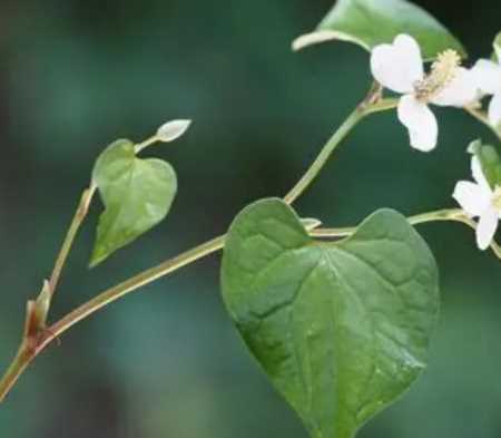 “什么季节鱼腥草开花