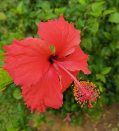 朱槿在什么季节开花