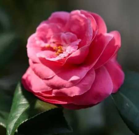 茶花什么季节开花好看