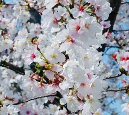 樱春花什么季节开花