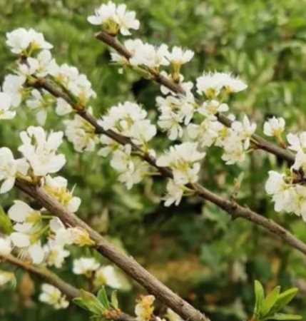 李子开花在什么季节