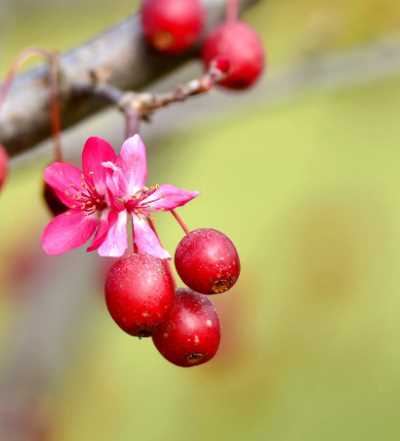 亚当海棠什么季节开花