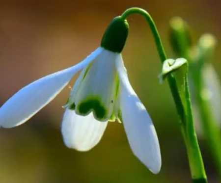 “雪花莲什么季节开花