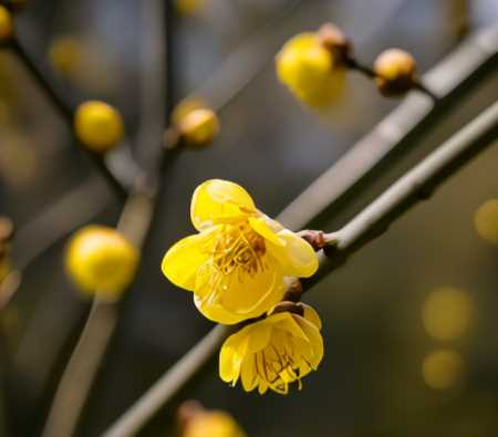 腊梅根部发芽能开花吗