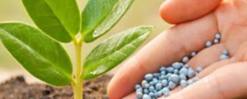 钙肥对作物有什么作用，能起到防止作物早衰、提高产量和品质等效果