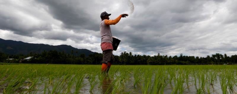 一亩地用多少复合肥，水稻每亩地需要50公斤左右的复合肥