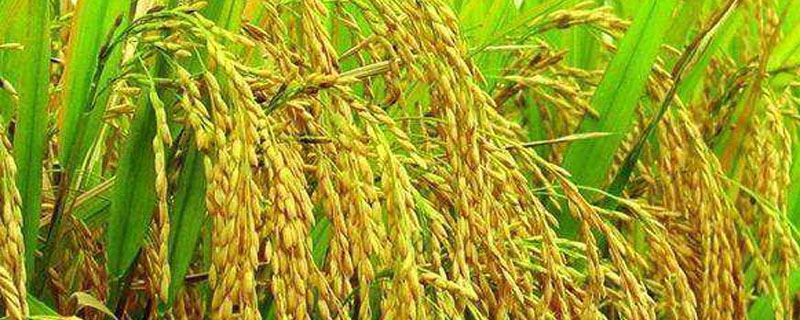 福龙两优龙占水稻种子特征特性