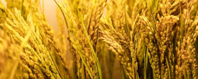珍优155水稻种子介绍，注意防治白叶枯病