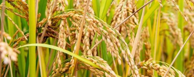 珍优28水稻种子特点，注意防治白叶枯病