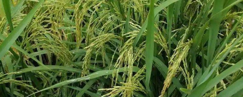 恒丰优908水稻种子介绍，注意防治稻瘟病和白叶枯病