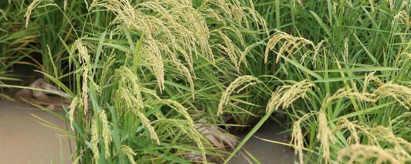 万金优278水稻种子简介，注意防治白叶枯病
