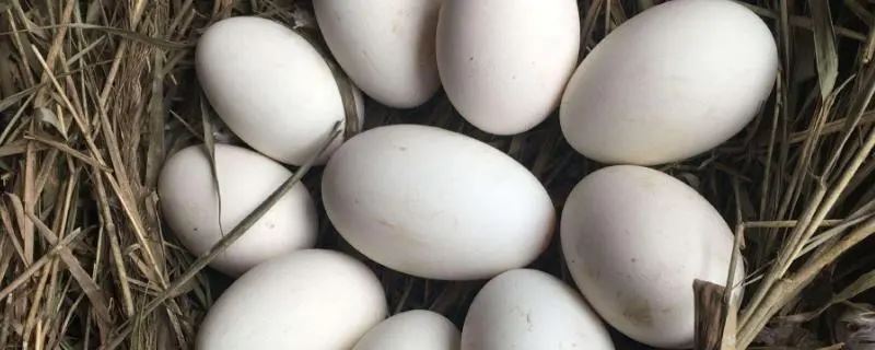 鹅蛋怎么储存，储存技巧分享