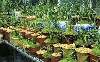 如何自制植物催芽剂