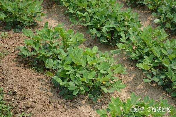 植物种植中的土壤管理与肥料使用
