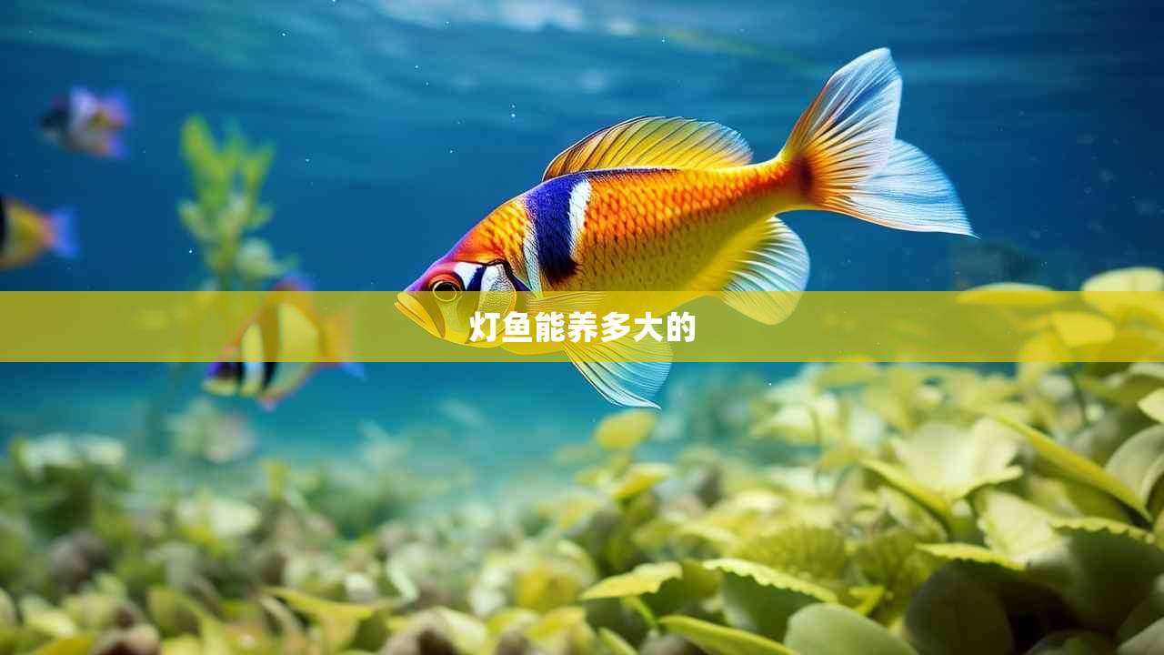 灯鱼能养多大的