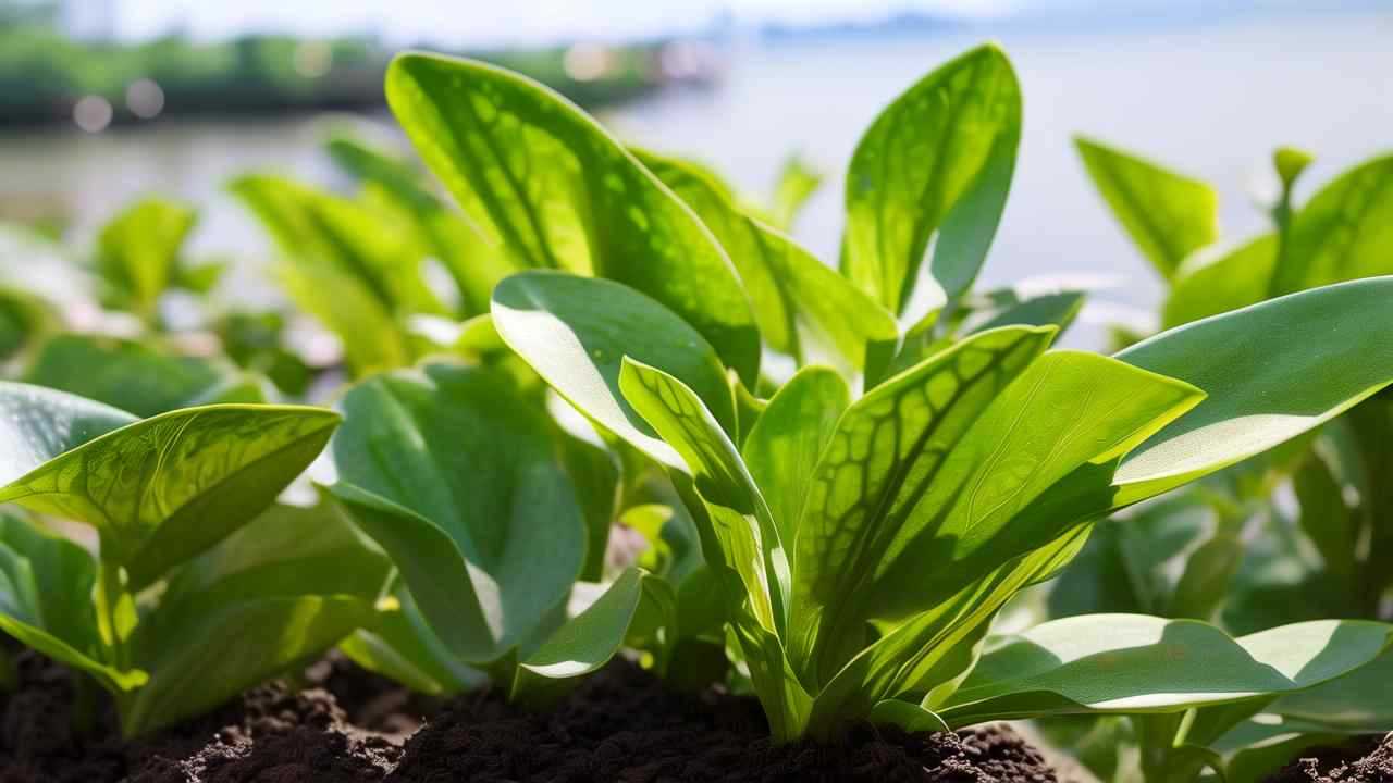 爬山虎什么时候种植比较好？