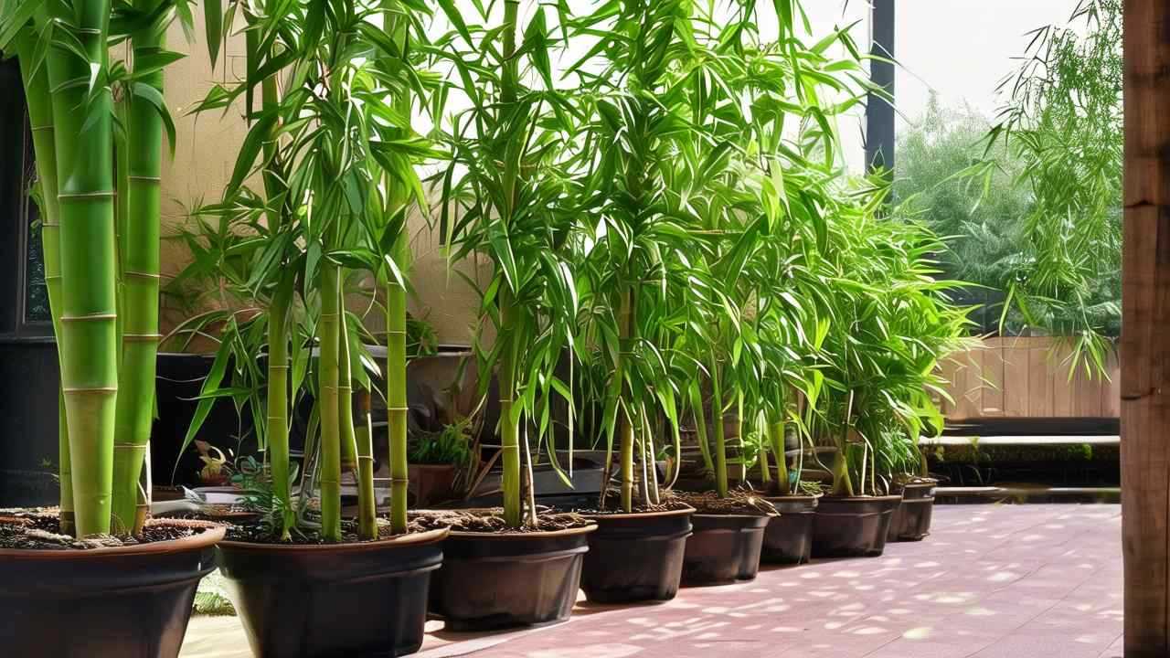 金钱草和铜钱草的区别 金钱草和铜钱草怎么区分