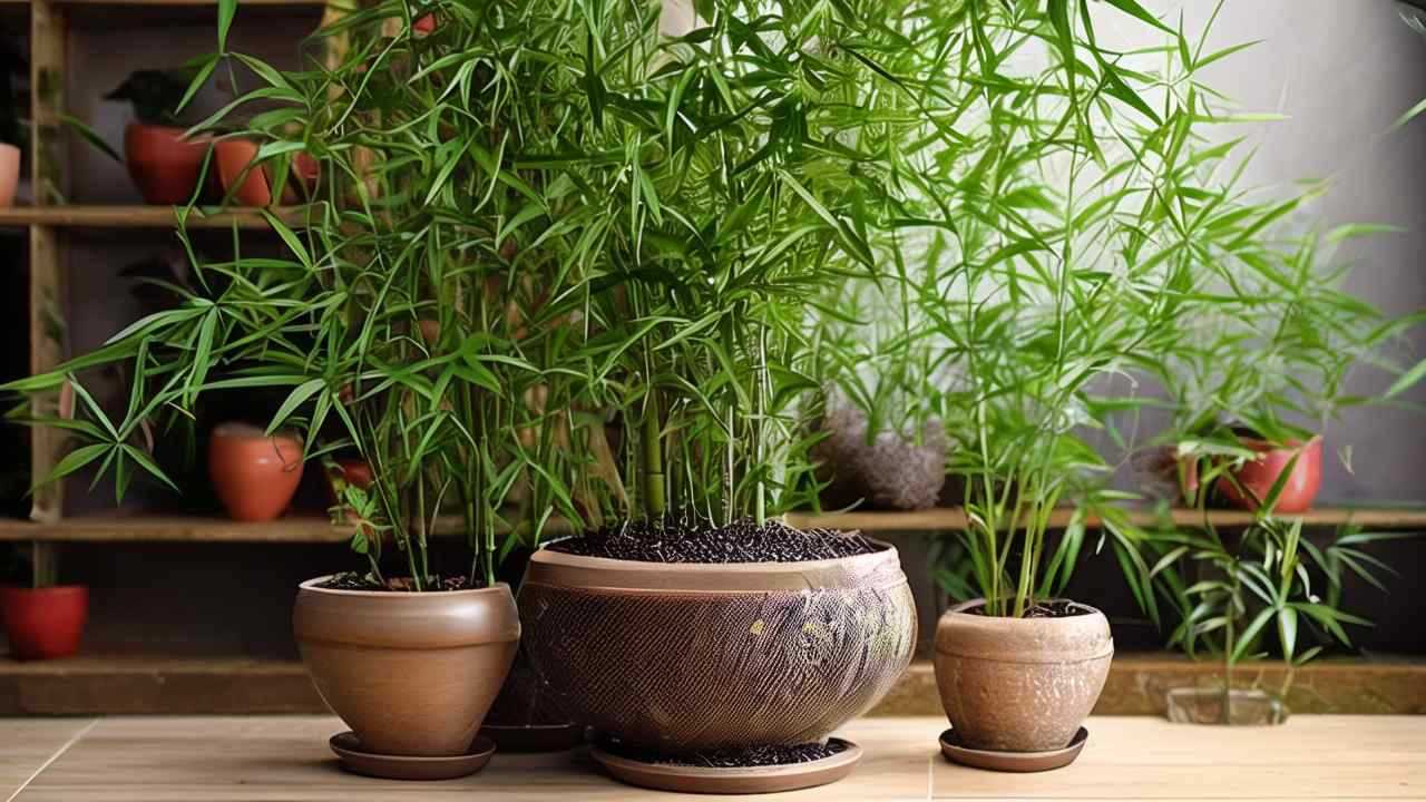 枣树种植条件和方法_分享枣树的生长条件