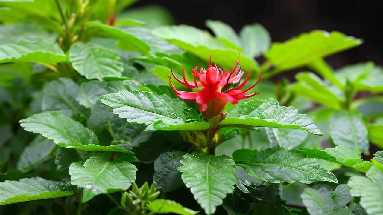 仙人掌的果子叫什么_分享仙人掌科植物