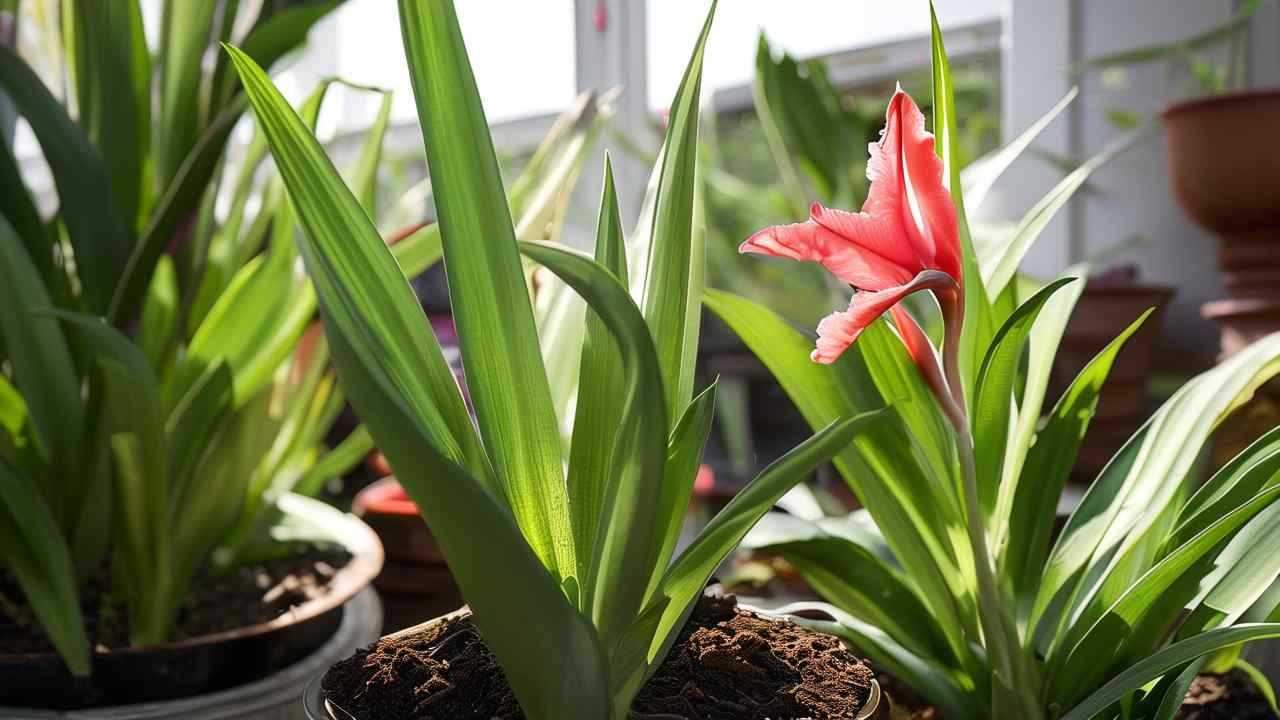 使花生早期落叶的原因有哪些，花生早期落叶怎样预防